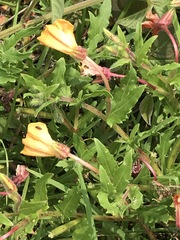 Oenothera pubescens