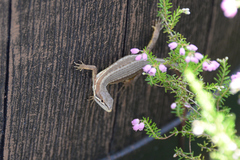 Takydromus tachydromoides