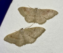 Idaea rubraria