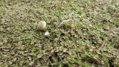 Veronica lilliputiana