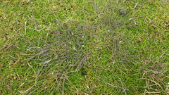 Amphibromus fluitans