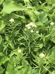 Pseudognaphalium viscosum