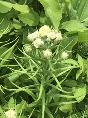 Pseudognaphalium viscosum