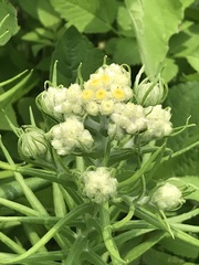 Pseudognaphalium viscosum