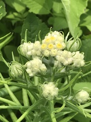 Pseudognaphalium viscosum