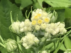 Pseudognaphalium viscosum