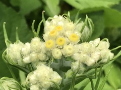 Pseudognaphalium viscosum