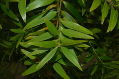 Agathis lanceolata