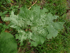 Phytomyza lappae