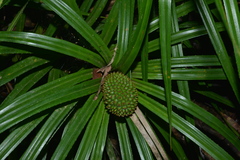 Pandanaceae