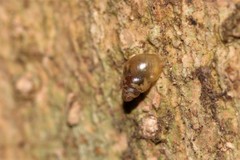 Tornatellinops mastersi