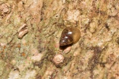 Tornatellinops mastersi