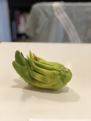 Citrus medica sarcodactylis