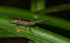 Autarcus laticollis