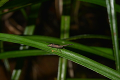 Autarcus laticollis