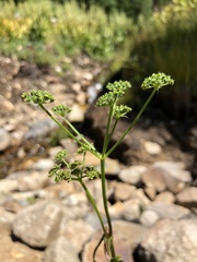 Angelica pinnata
