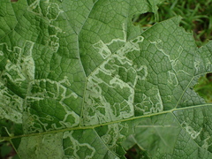 Phytomyza lappae