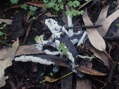 Physarum didermoides