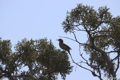 Oreoscoptes montanus