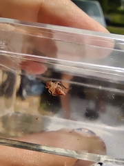 Aphrodinae