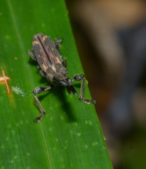 Autarcus laticollis