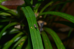 Autarcus laticollis