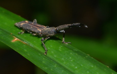 Autarcus laticollis