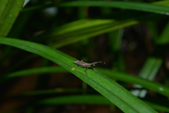 Autarcus laticollis