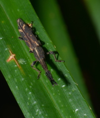 Autarcus laticollis