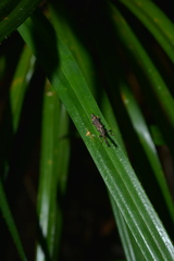 Autarcus laticollis