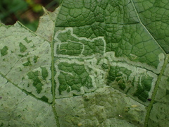 Phytomyza lappae