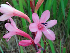 Watsonia knysnana