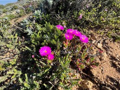 Lampranthus diutinus