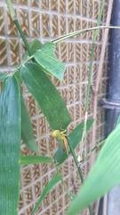 Hieroglyphus annulicornis