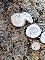 Poronia erici