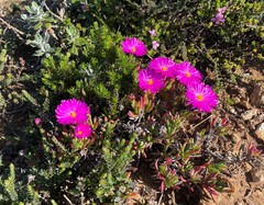 Lampranthus diutinus