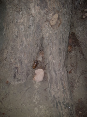 Cryptotympana atrata