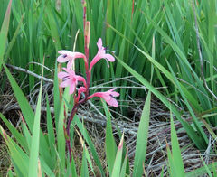 Watsonia knysnana