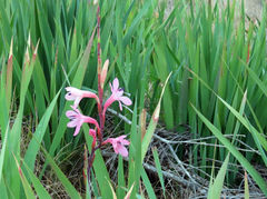Watsonia knysnana