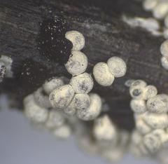 Physarum didermoides