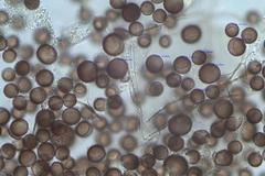 Physarum didermoides