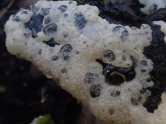 Physarum didermoides