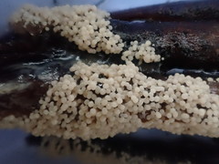 Physarum didermoides