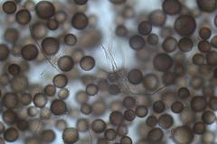 Physarum didermoides