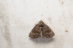 Thalatta fasciosa