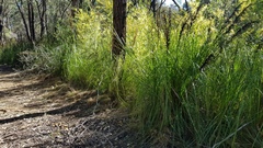 Dasyornis brachypterus