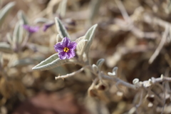Solanum ellipticum