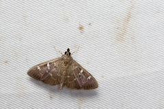 Prorodes mimica