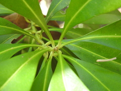 Planchonella chartacea