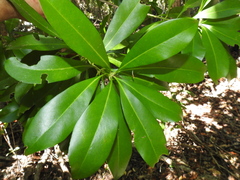 Planchonella chartacea